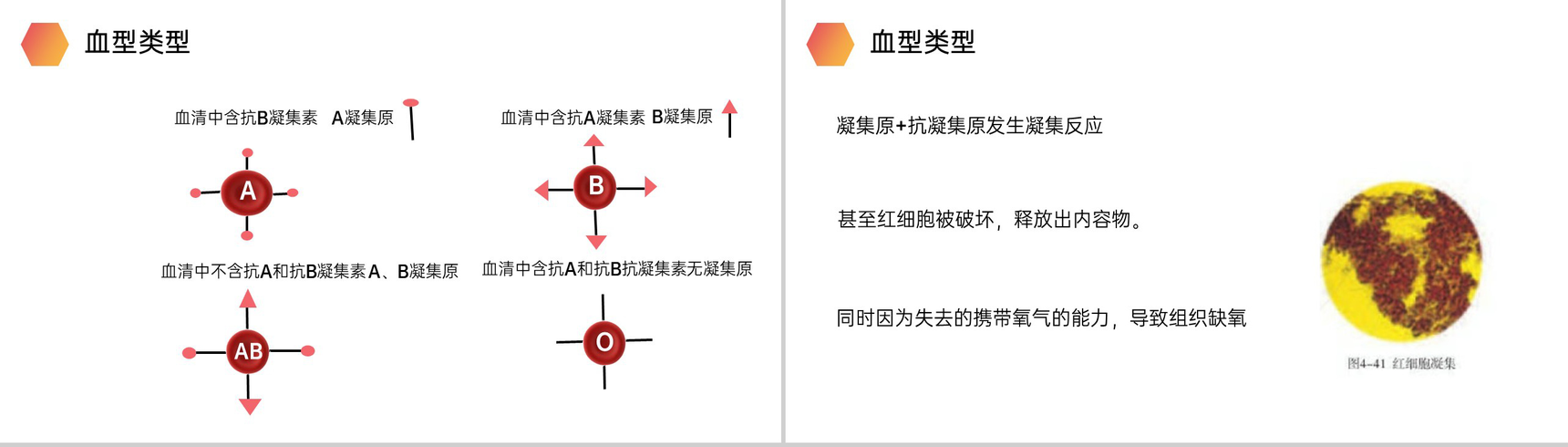 《输血与血型》人教版生物七年级初一下册PPT课件-5