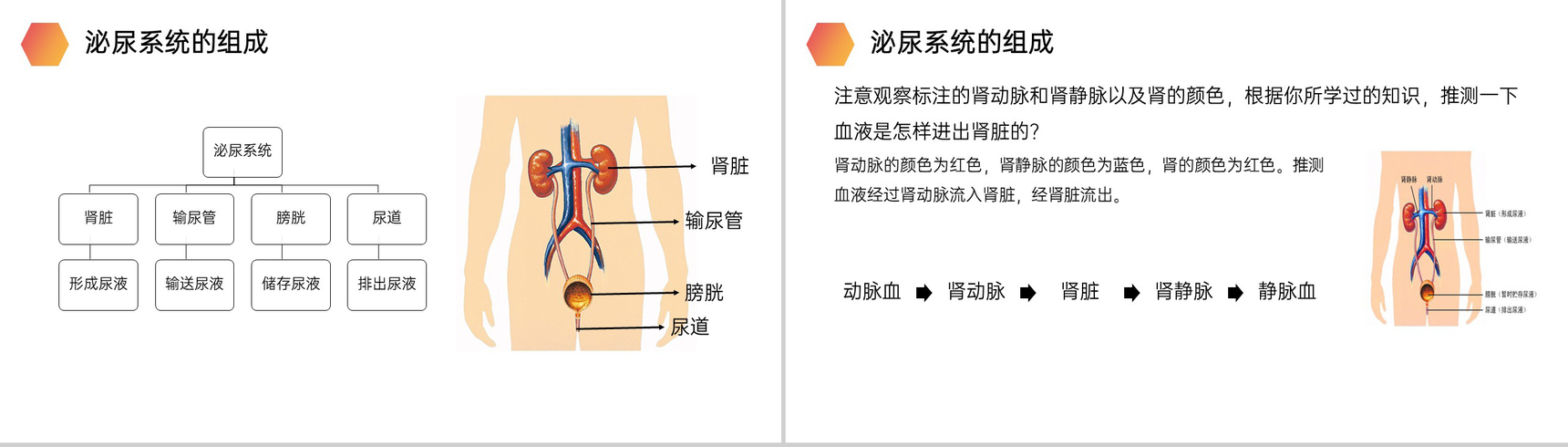 《人体废物的排出》人教版生物七年级初一下册PPT课件-4