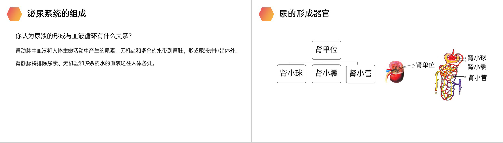《人体废物的排出》人教版生物七年级初一下册PPT课件-5