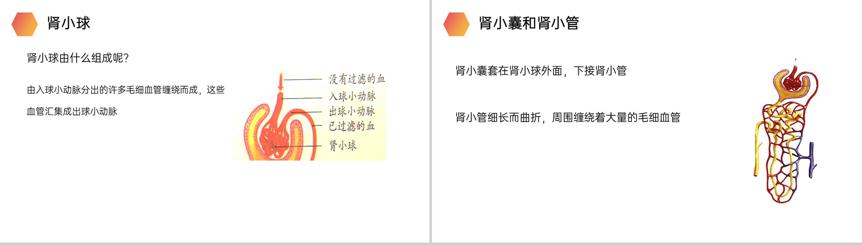 《人体废物的排出》人教版生物七年级初一下册PPT课件-6