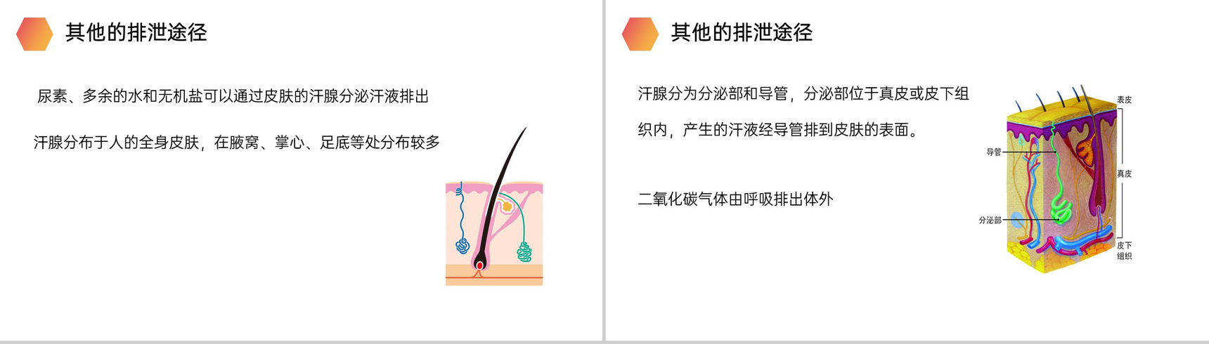 《人体废物的排出》人教版生物七年级初一下册PPT课件-9