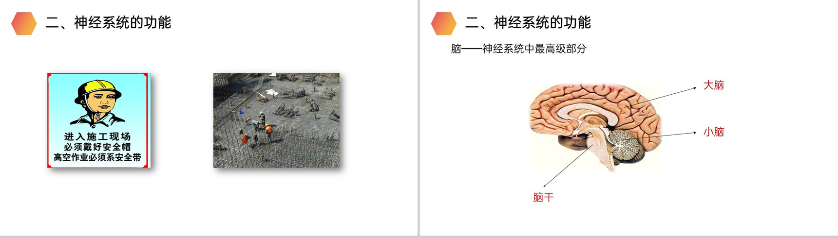 《神经系统的组成》人教版生物七年级初一下册PPT课件-3