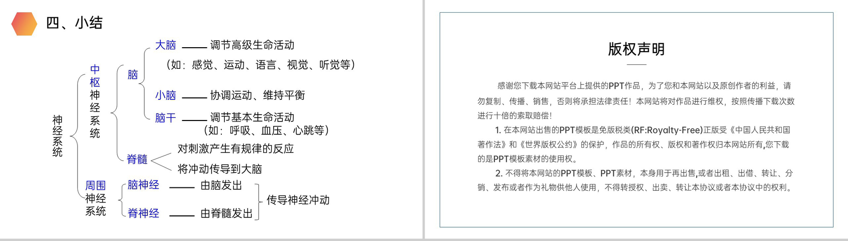 《神经系统的组成》人教版生物七年级初一下册PPT课件-8