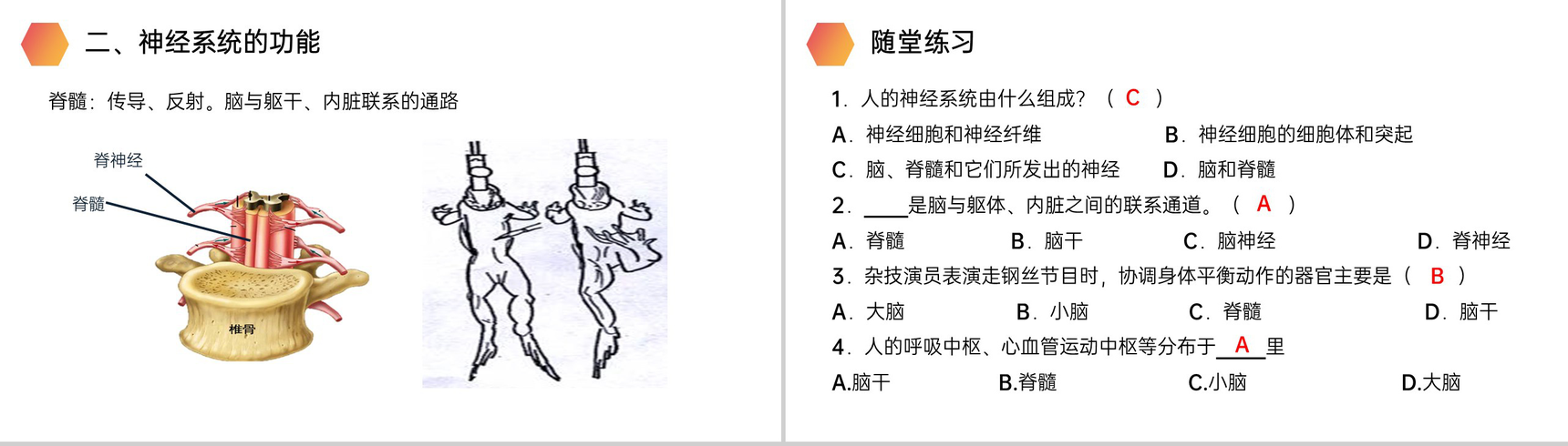 《神经系统的组成》人教版生物七年级初一下册PPT课件-7