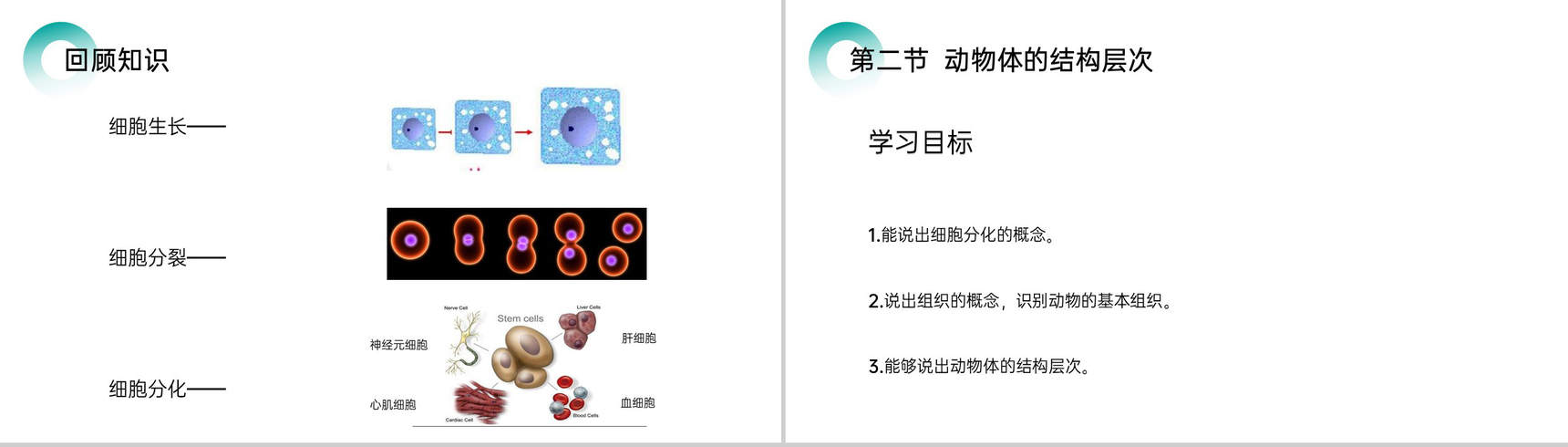 《动物体的结构层次》人教版七年级初一生物上册PPT课件-2