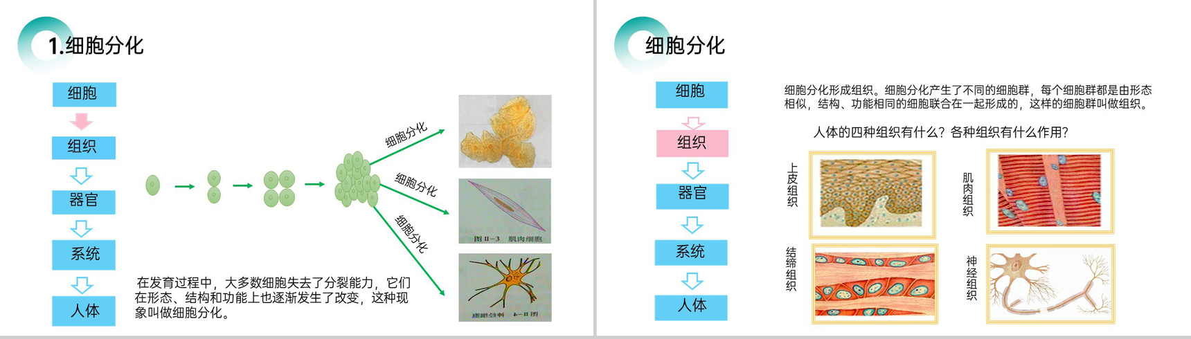 《动物体的结构层次》人教版七年级初一生物上册PPT课件-3
