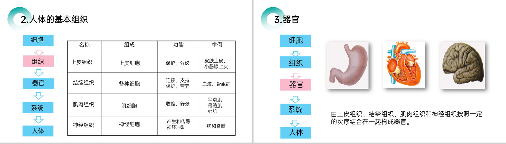 《动物体的结构层次》人教版七年级初一生物上册PPT课件-4