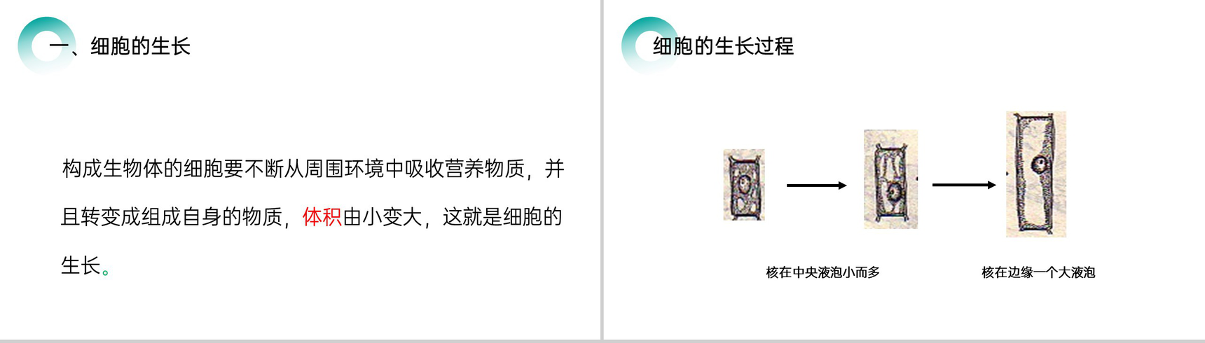 《细胞通过分裂产生新细胞》人教版七年级初一生物上册PPT课件-2