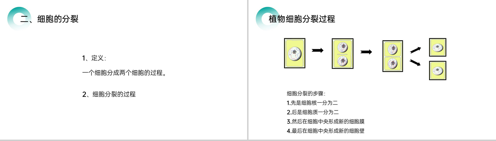《细胞通过分裂产生新细胞》人教版七年级初一生物上册PPT课件-4