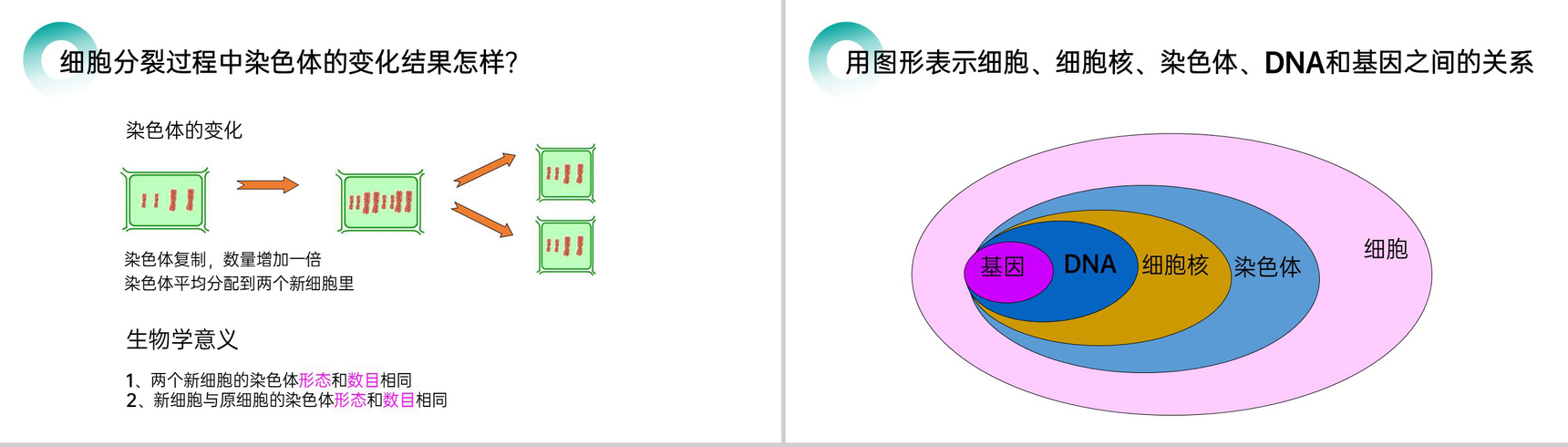 《细胞通过分裂产生新细胞》人教版七年级初一生物上册PPT课件-7