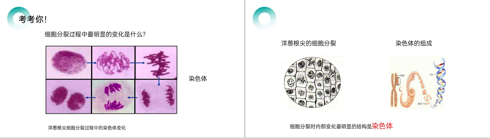 《细胞通过分裂产生新细胞》人教版七年级初一生物上册PPT课件-6