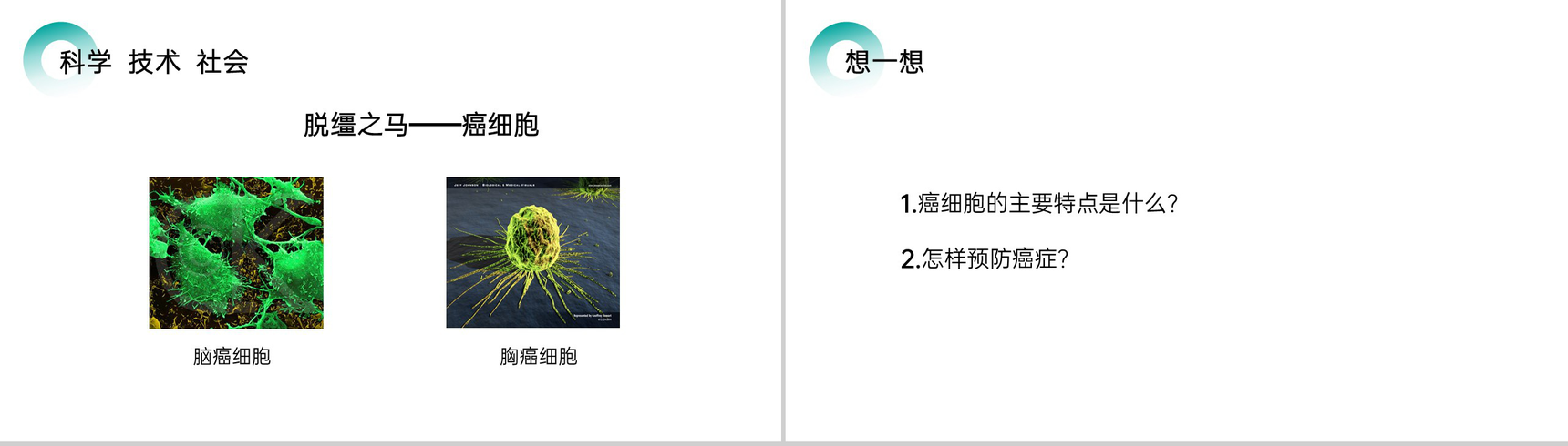 《细胞通过分裂产生新细胞》人教版七年级初一生物上册PPT课件-9