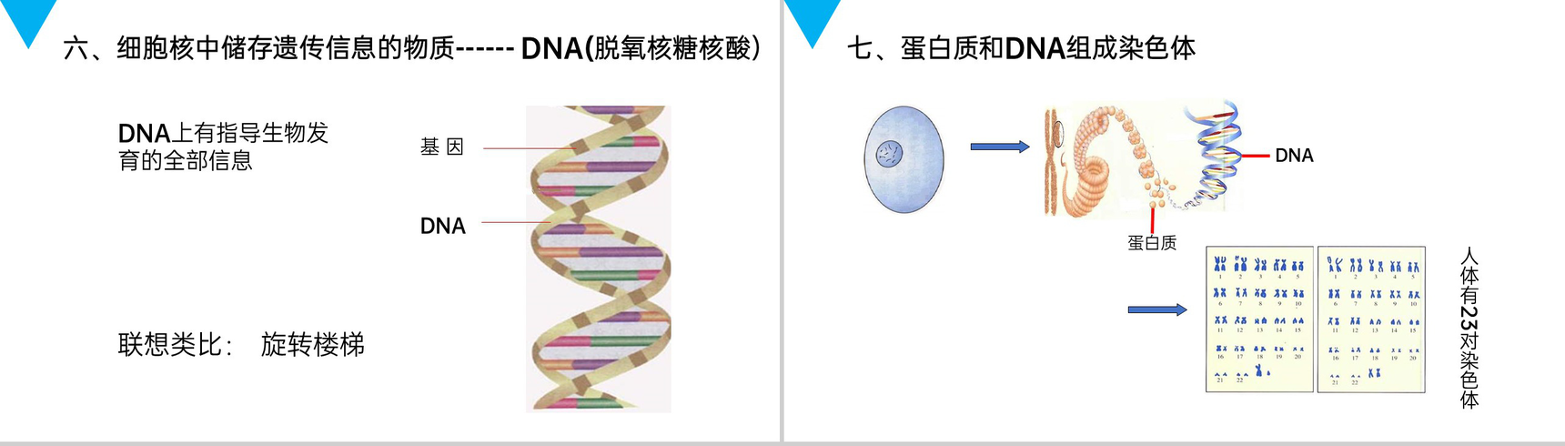 《细胞的生活》人教版七年级初一生物上册PPT课件-12