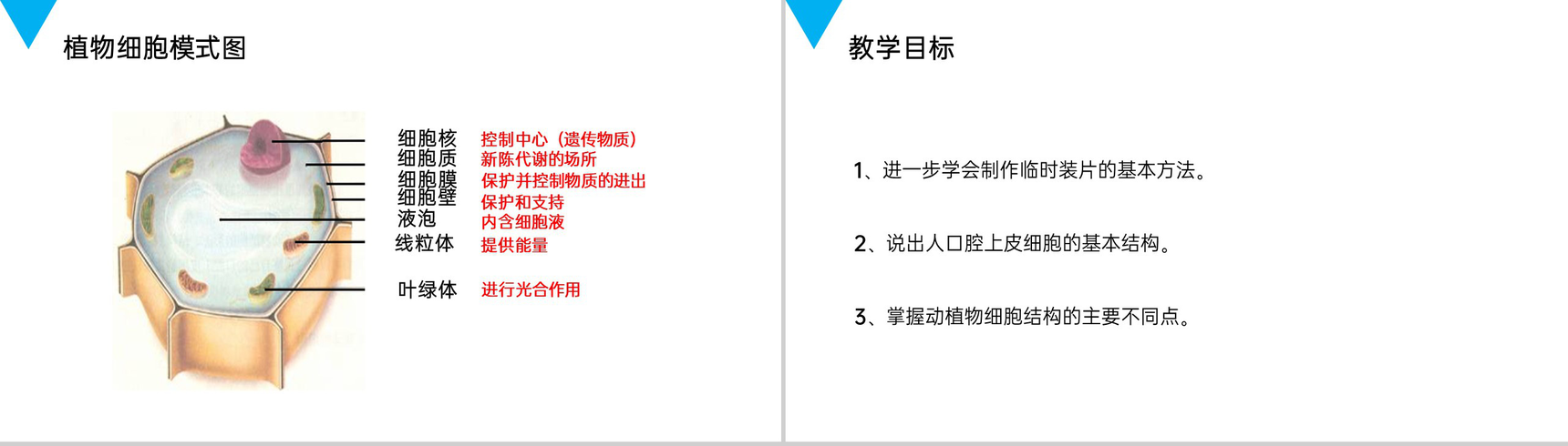 《动物细胞》人教版七年级初一生物上册PPT课件-2