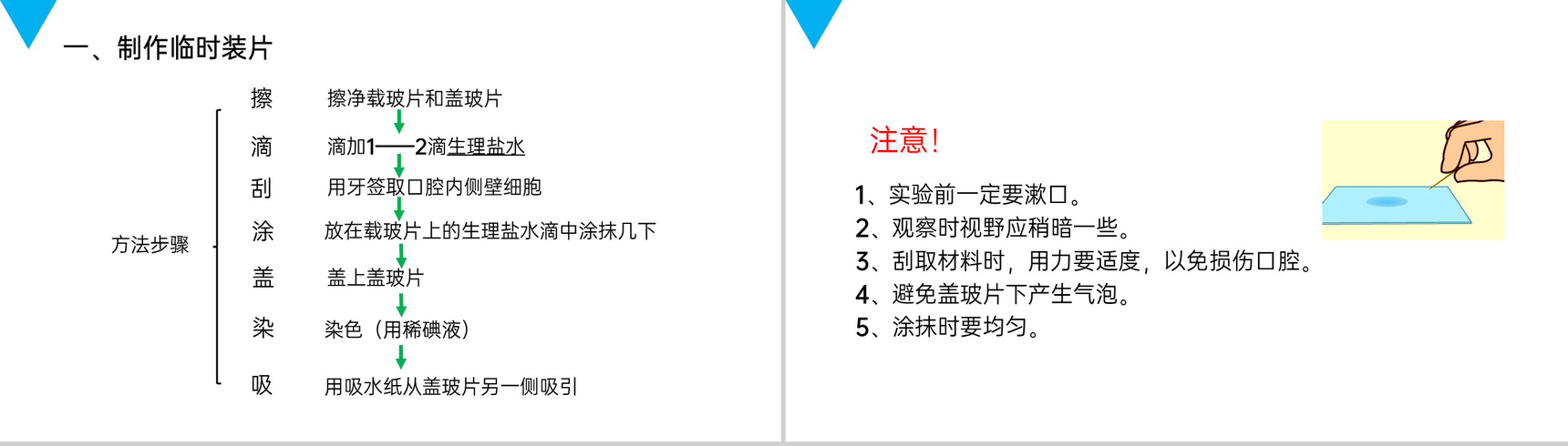 《动物细胞》人教版七年级初一生物上册PPT课件-3