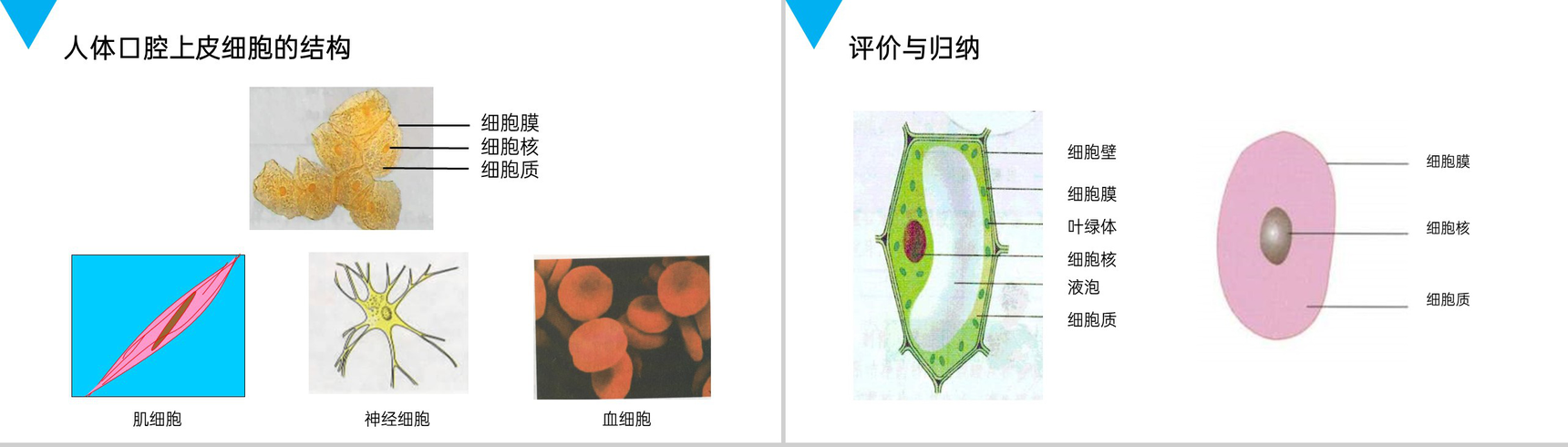 《动物细胞》人教版七年级初一生物上册PPT课件-5
