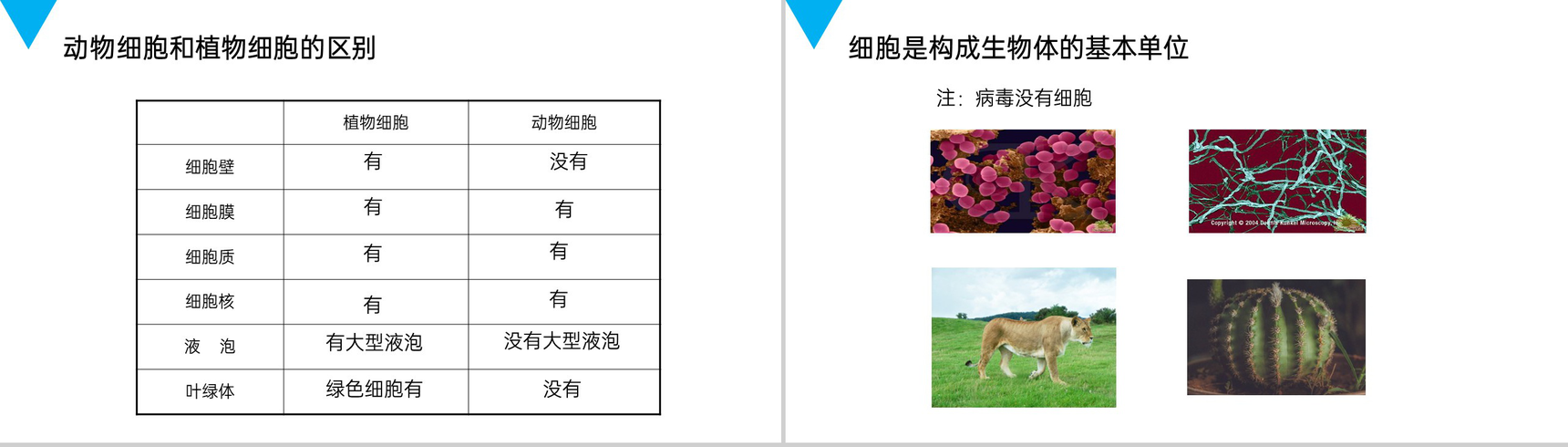 《动物细胞》人教版七年级初一生物上册PPT课件-6