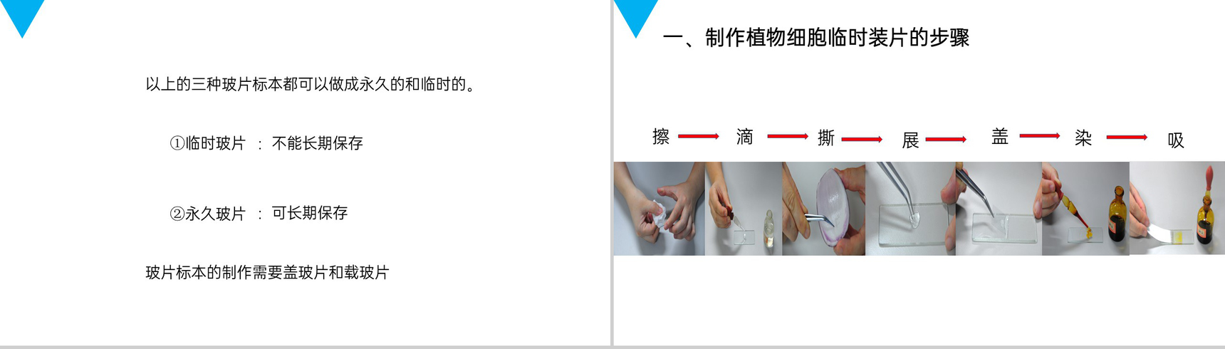 《植物细胞》人教版七年级初一生物上册PPT课件-3