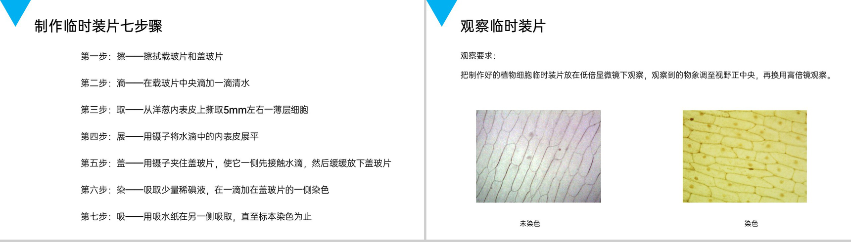《植物细胞》人教版七年级初一生物上册PPT课件-4