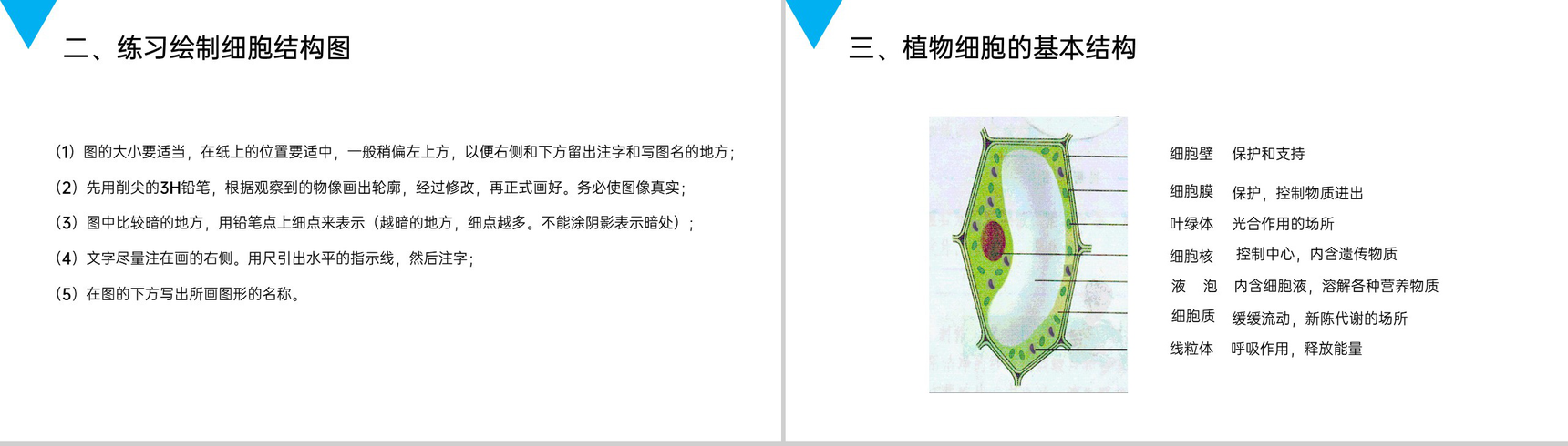 《植物细胞》人教版七年级初一生物上册PPT课件-5