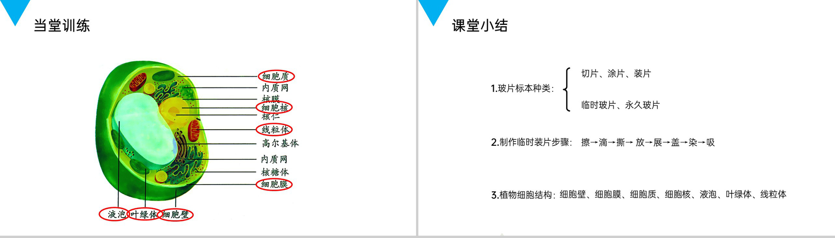《植物细胞》人教版七年级初一生物上册PPT课件-6