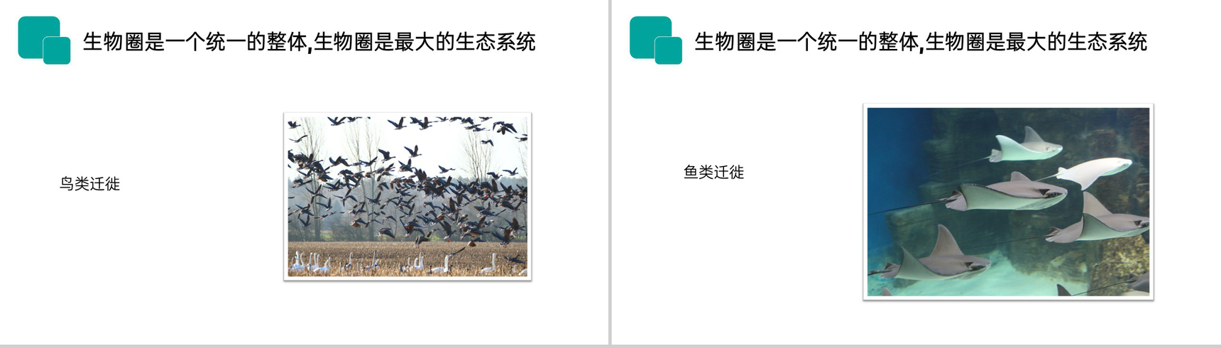 《生物圈是最大的生态系统》人教版七年级初一生物上册PPT课件-8