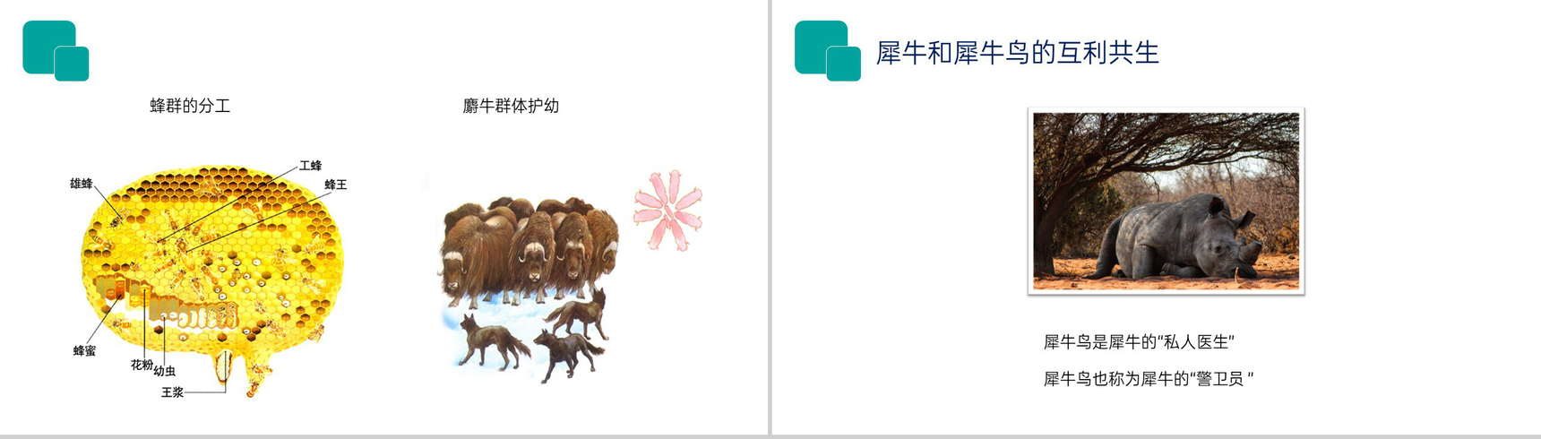 《生物与环境的关系》人教版七年级初一生物上册PPT课件-12