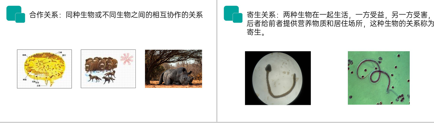 《生物与环境的关系》人教版七年级初一生物上册PPT课件-13