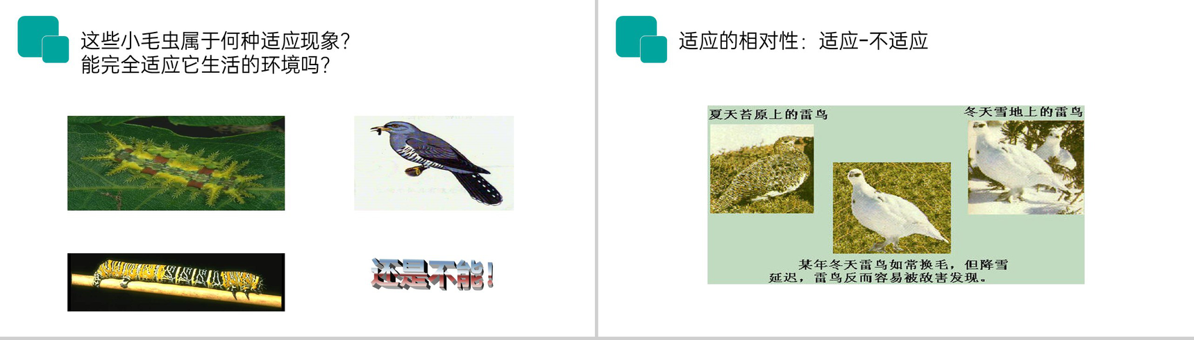 《生物与环境的关系》人教版七年级初一生物上册PPT课件-19