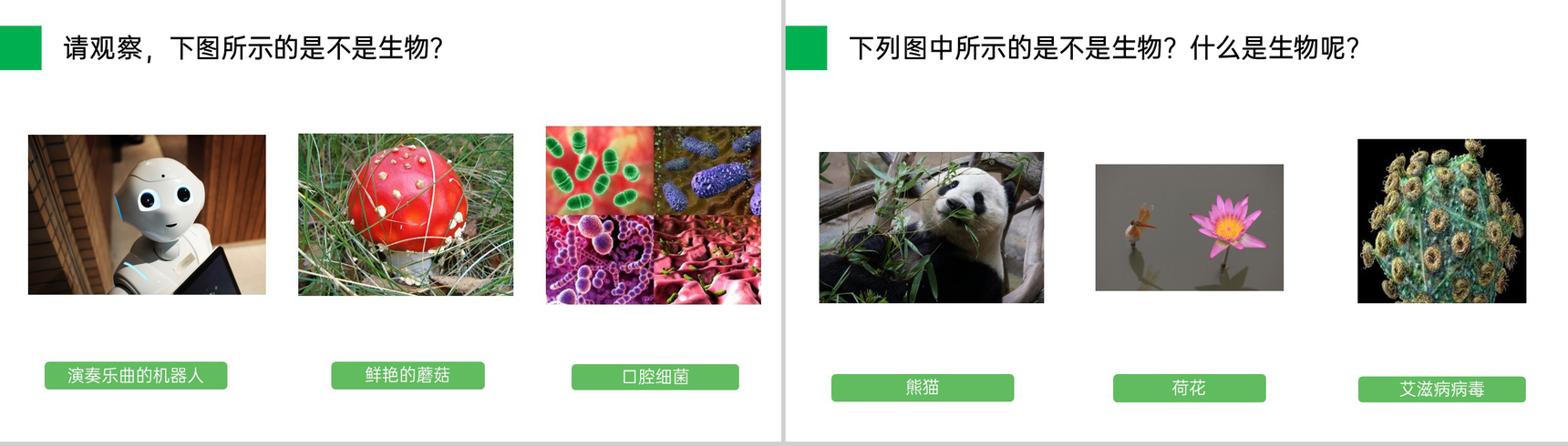 《生物的基本特征》人教版七年级初一生物上册PPT课件-2