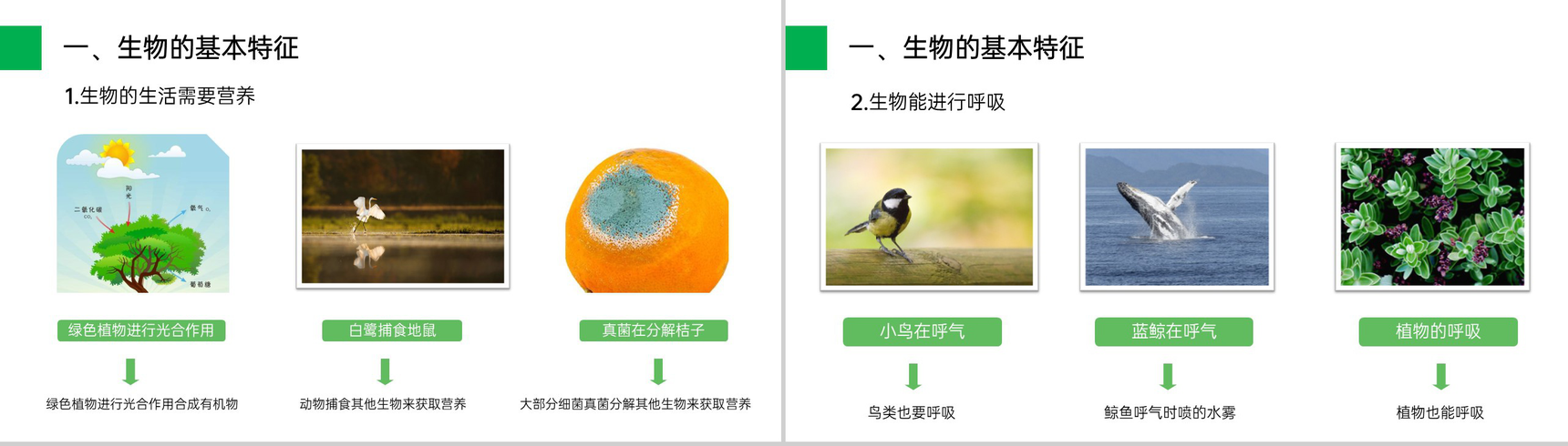 《生物的基本特征》人教版七年级初一生物上册PPT课件-3