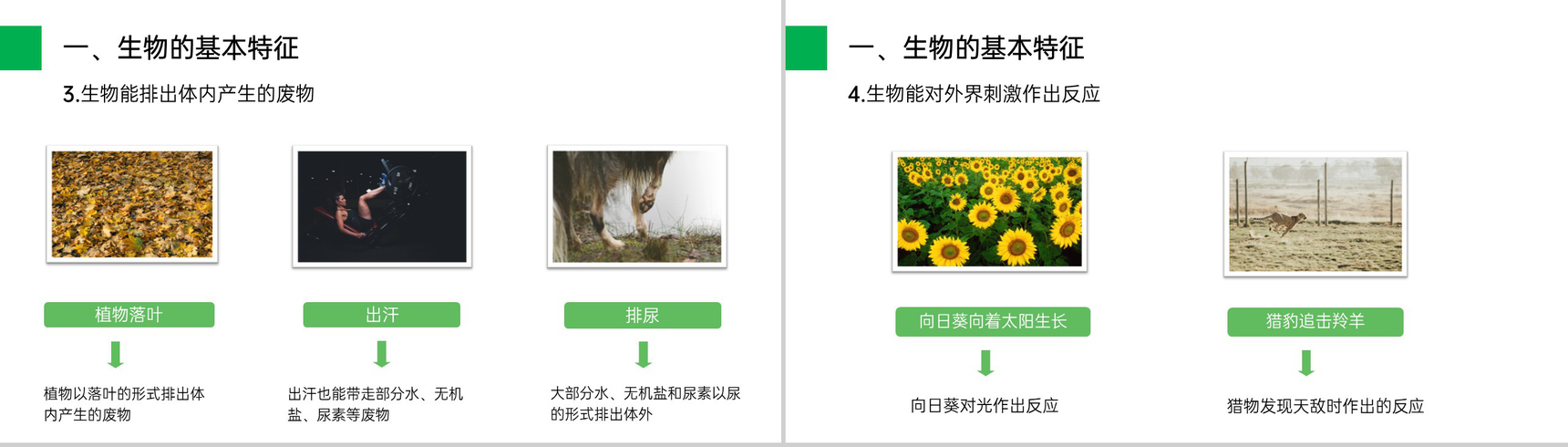 《生物的基本特征》人教版七年级初一生物上册PPT课件-4