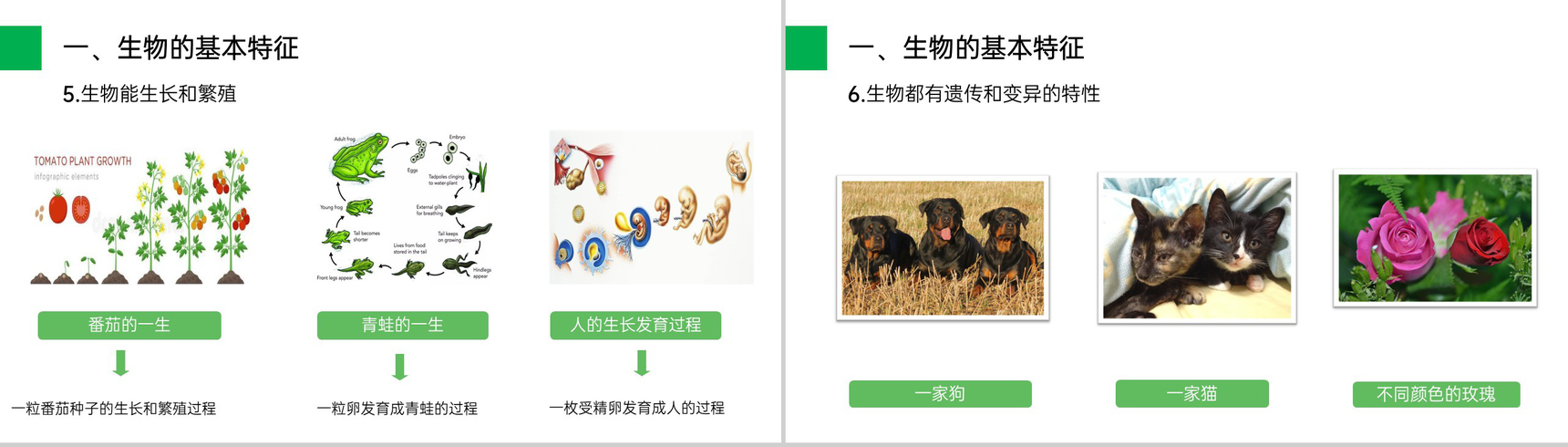 《生物的基本特征》人教版七年级初一生物上册PPT课件-5