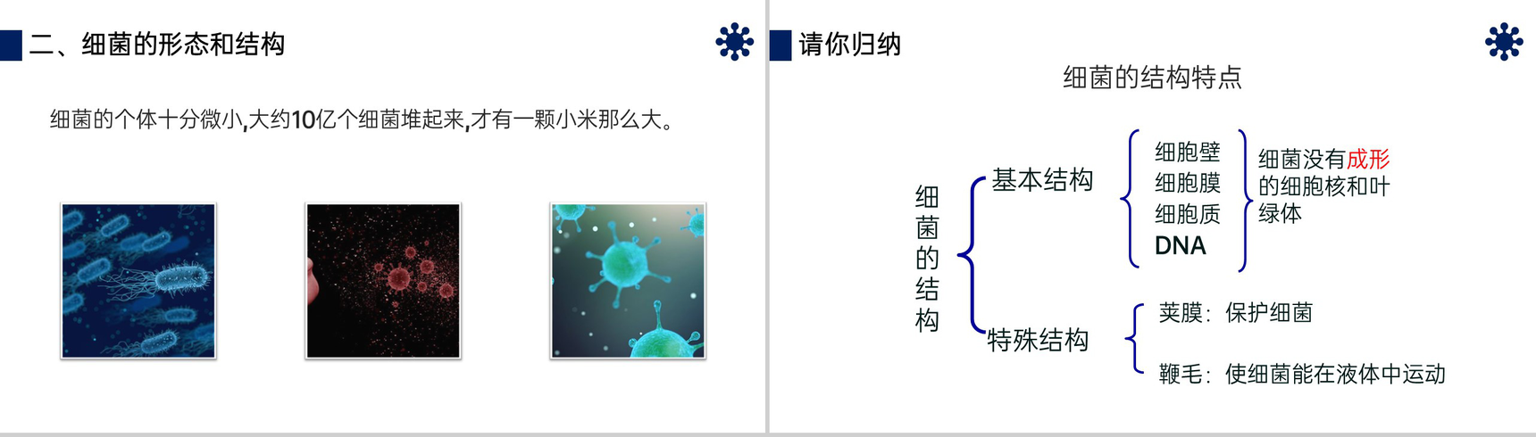 《细菌》八年级初二上册PPT课件(第5.4.2课时)-5