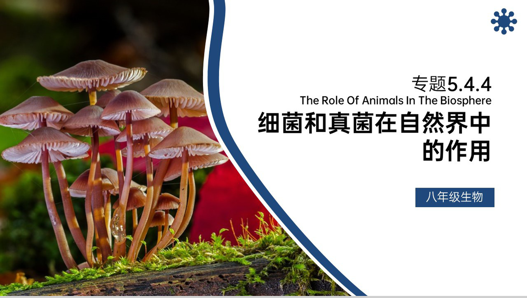 《细菌和真菌在自然界中的作用》八年级初二上册PPT课件(第5.4.4课时)-1