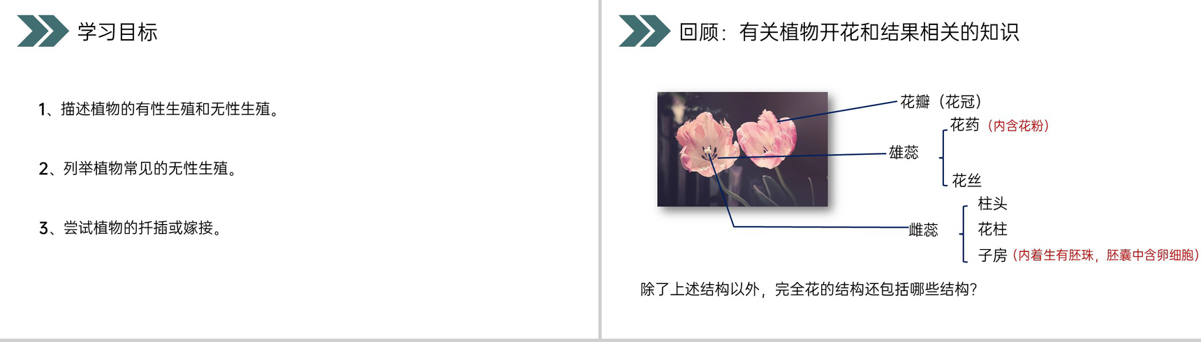 《生物的生殖和发育(植物的生殖)》人教版初中生物八年级初二下册PPT课件-2