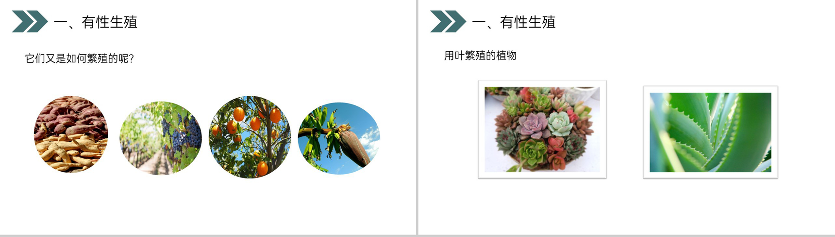 《生物的生殖和发育(植物的生殖)》人教版初中生物八年级初二下册PPT课件-5