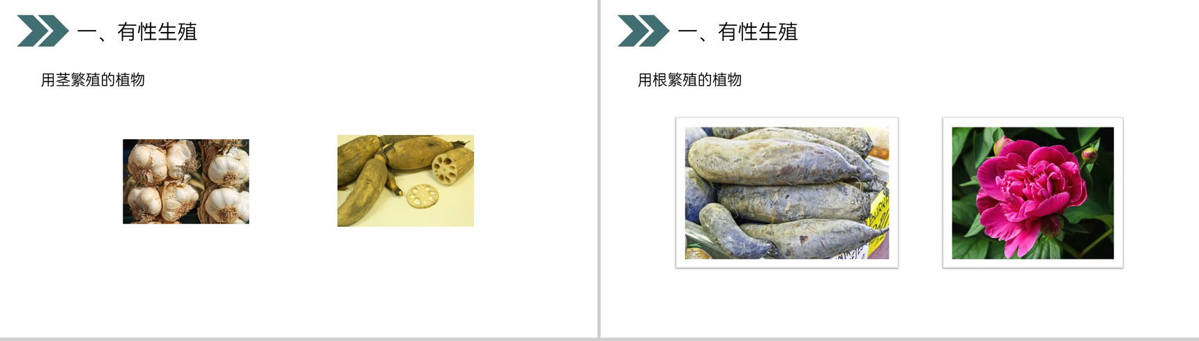 《生物的生殖和发育(植物的生殖)》人教版初中生物八年级初二下册PPT课件-6