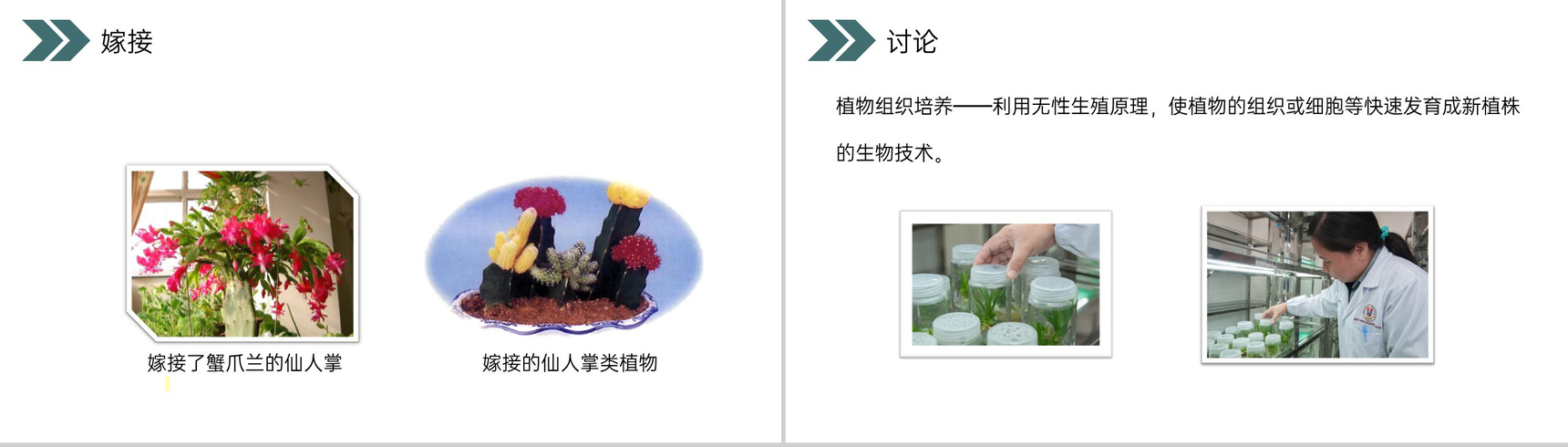 《生物的生殖和发育(植物的生殖)》人教版初中生物八年级初二下册PPT课件-11