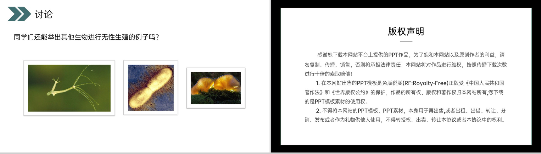 《生物的生殖和发育(植物的生殖)》人教版初中生物八年级初二下册PPT课件-12