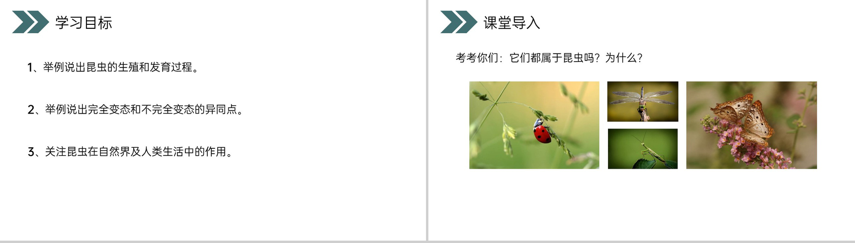 《昆虫的生殖和发育》人教版初中生物八年级初二下册PPT课件-2