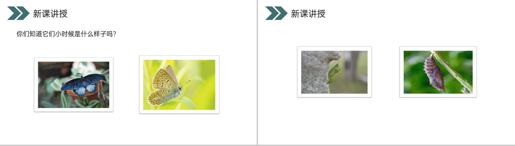 《昆虫的生殖和发育》人教版初中生物八年级初二下册PPT课件-3