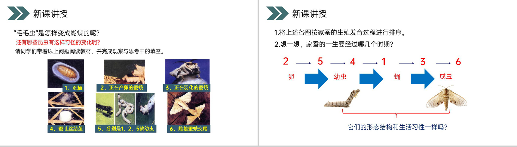 《昆虫的生殖和发育》人教版初中生物八年级初二下册PPT课件-4