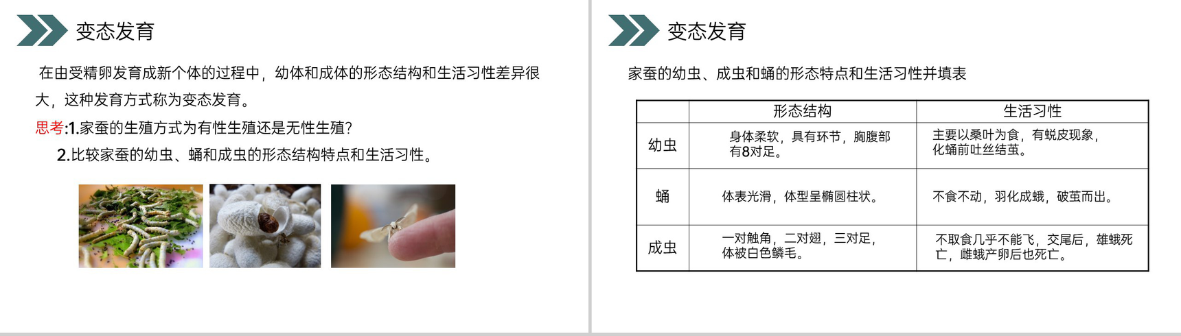 《昆虫的生殖和发育》人教版初中生物八年级初二下册PPT课件-5