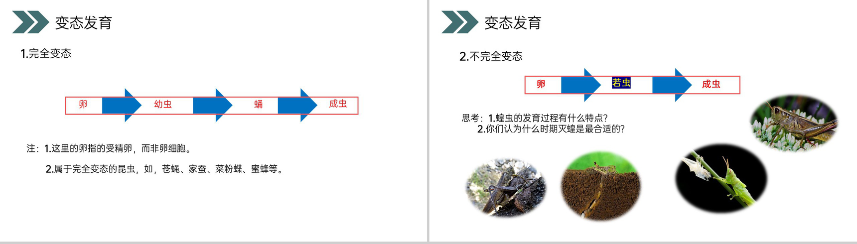 《昆虫的生殖和发育》人教版初中生物八年级初二下册PPT课件-7