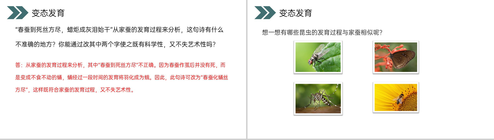 《昆虫的生殖和发育》人教版初中生物八年级初二下册PPT课件-6