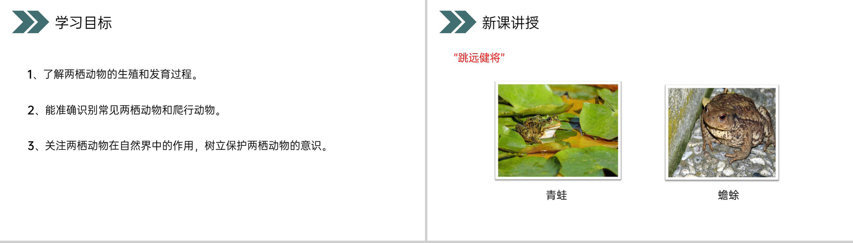 《两栖动物的生殖和发育》人教版初中生物八年级初二下册PPT课件-3