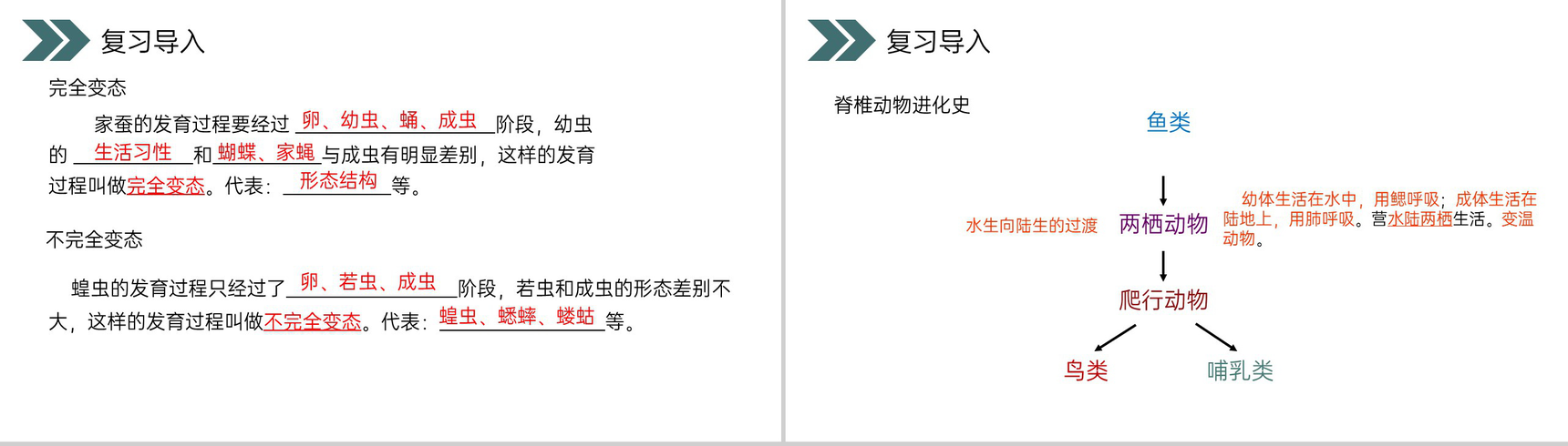 《两栖动物的生殖和发育》人教版初中生物八年级初二下册PPT课件-2