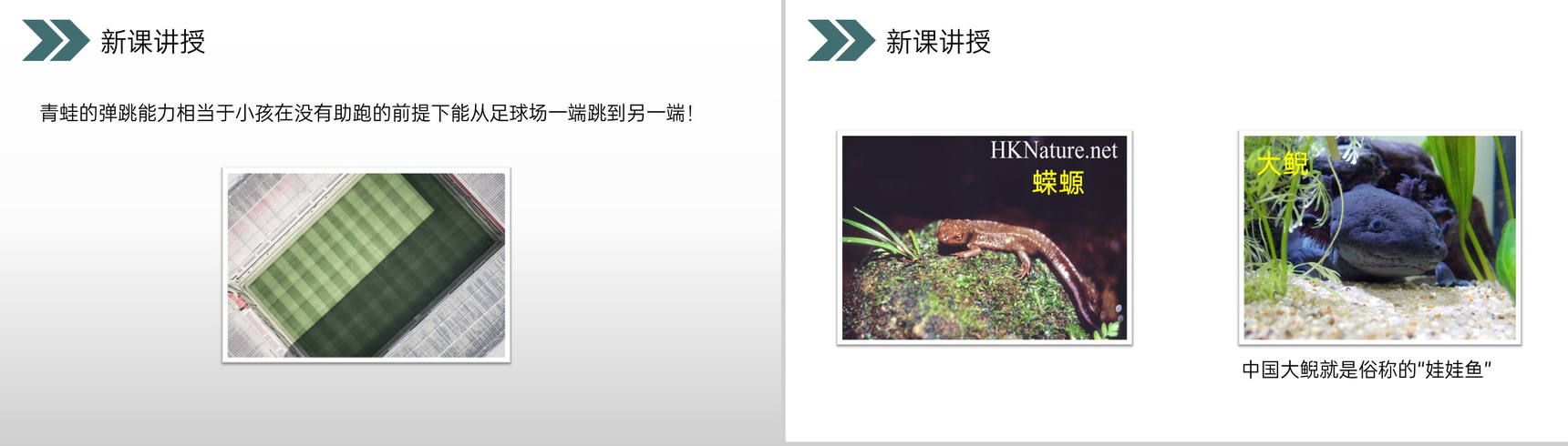 《两栖动物的生殖和发育》人教版初中生物八年级初二下册PPT课件-4