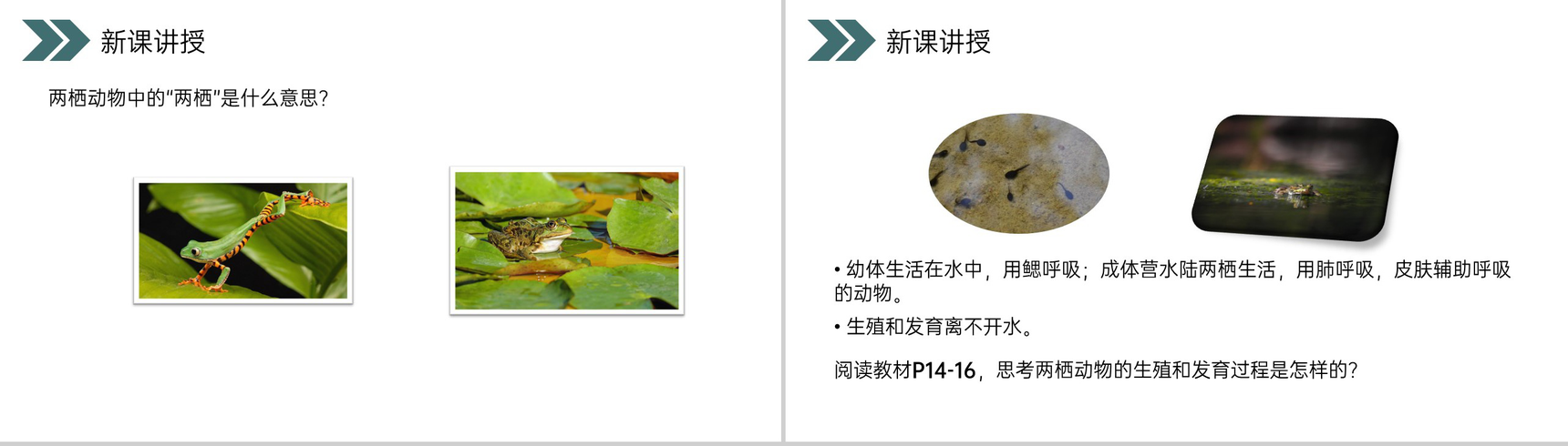 《两栖动物的生殖和发育》人教版初中生物八年级初二下册PPT课件-5